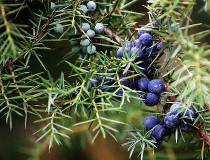 Jalovec obecný - Juniperus communis